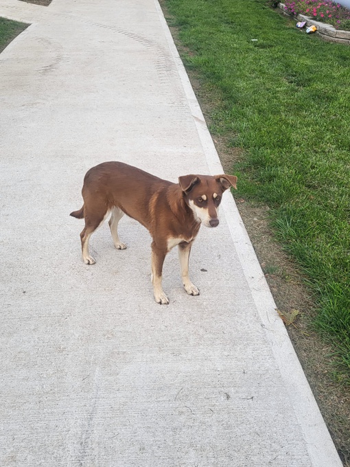 Border Collie x Australian shepherd