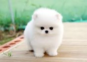 Pomeranian