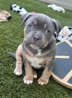 American Bully