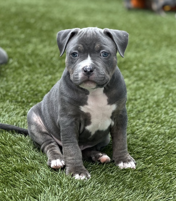 American Bully