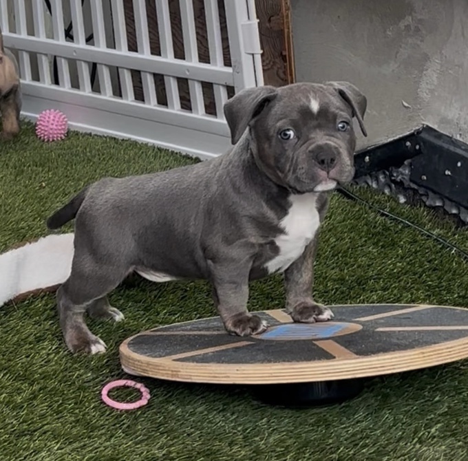 American Bully