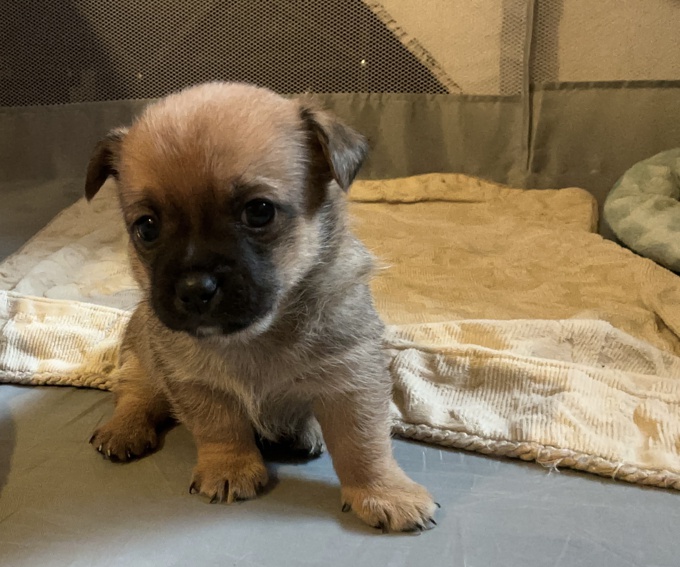 Pomeranian/Chihuahua Mix 