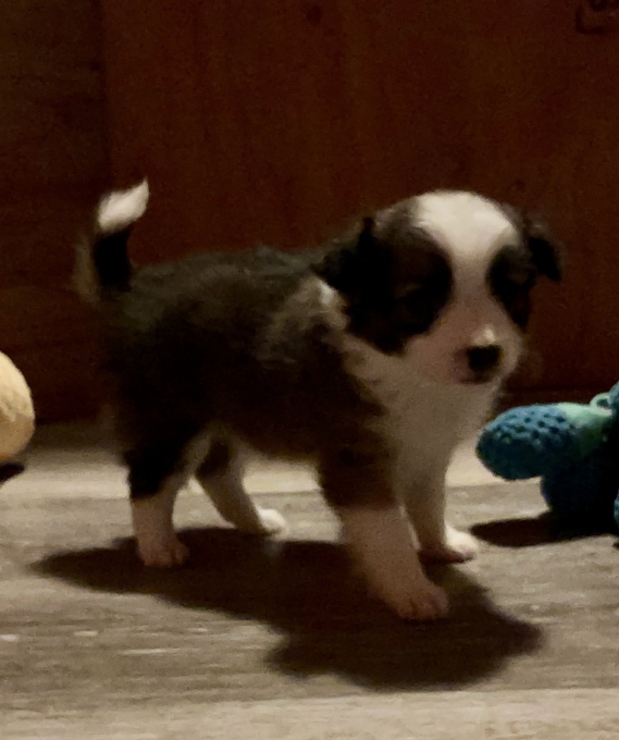 Pomeranian/Chihuahua Mix 