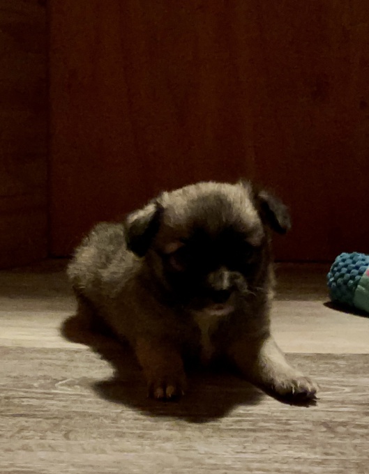 Pomeranian/Chihuahua Mix 