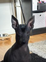 Xoloitzcuintle