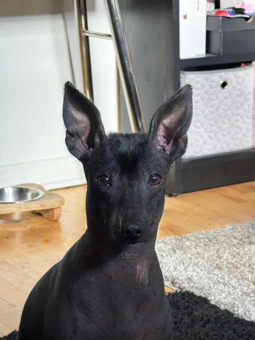 Xoloitzcuintle