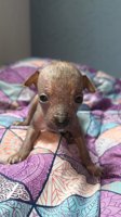 Xoloitzcuintle