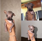 Xoloitzcuintle