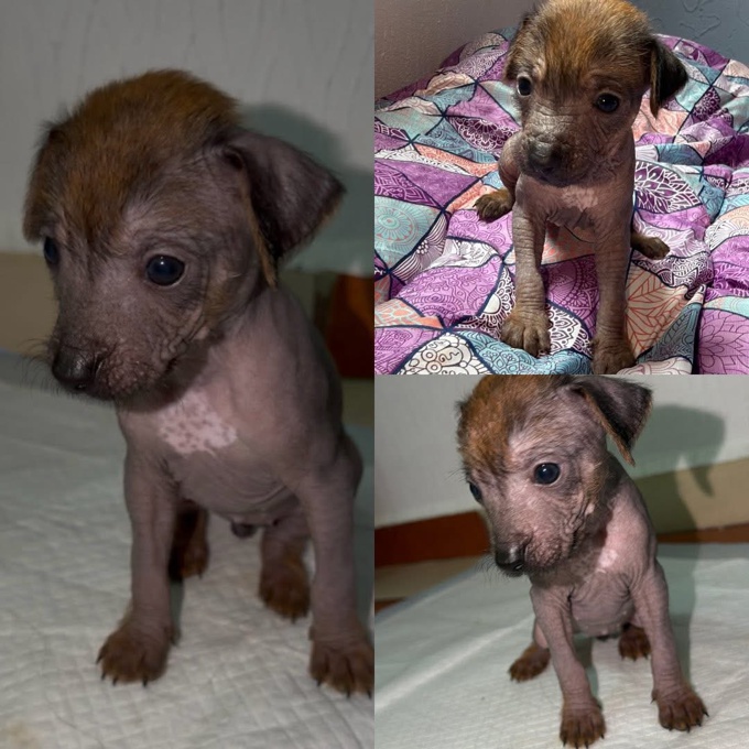 Xoloitzcuintle