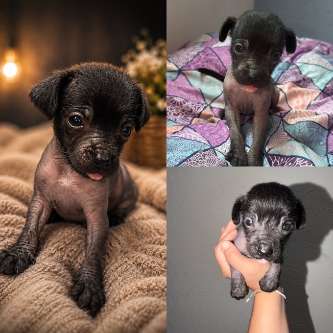 Xoloitzcuintle