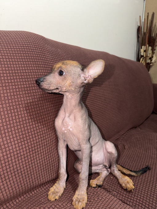 Xoloitzcuintle