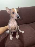 Xoloitzcuintle