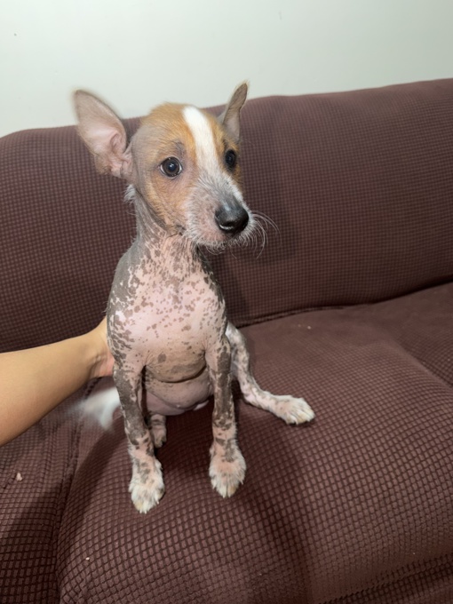 Xoloitzcuintle