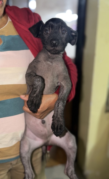 Xoloitzcuintle