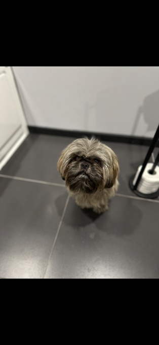 Shih tzu