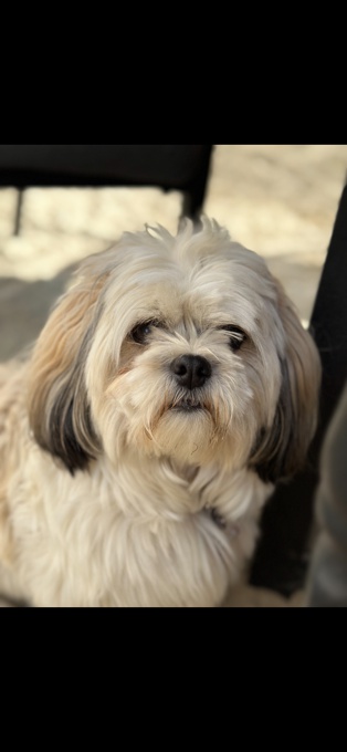 Shih tzu