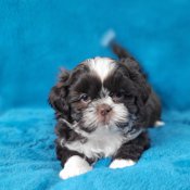 Shihtzu & Bichon Shih-tzu 