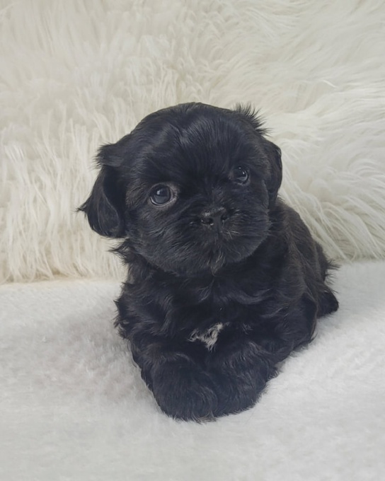 Shihtzu & Bichon Shih-tzu 