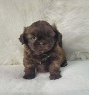 Shihtzu & Bichon Shihtzu