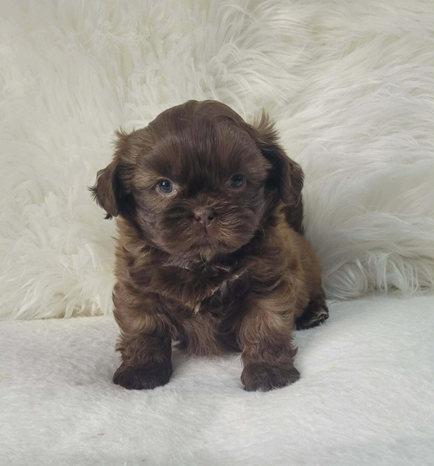 Shihtzu & Bichon Shihtzu