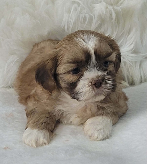 Shihtzu & Bichon Shihtzu