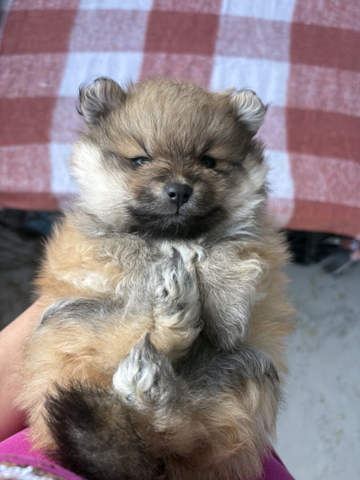 Pomeranian teacup