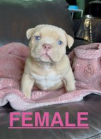 American Bully