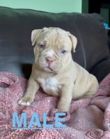 American Bully