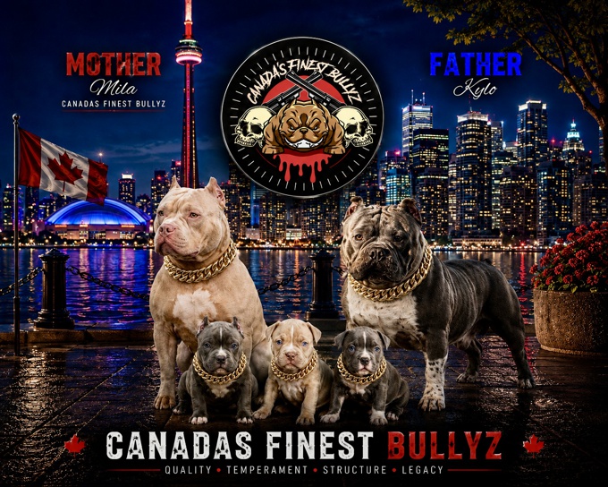 American Bully