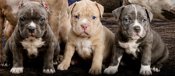 American Bully
