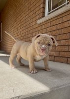 American Bully