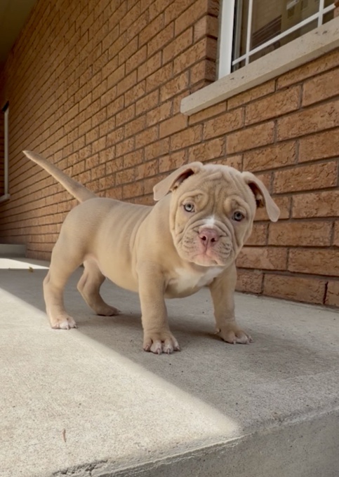 American Bully