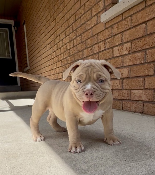 American Bully