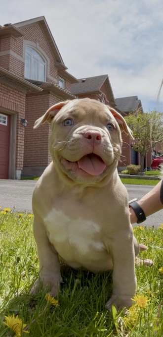 American Bully
