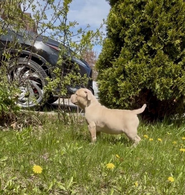 American Bully