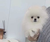 Pomeranian
