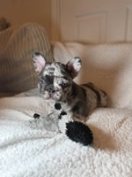 French bulldog