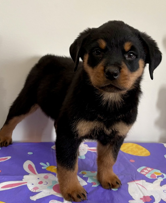 Rottweiler