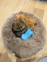 Toy Pomeranian