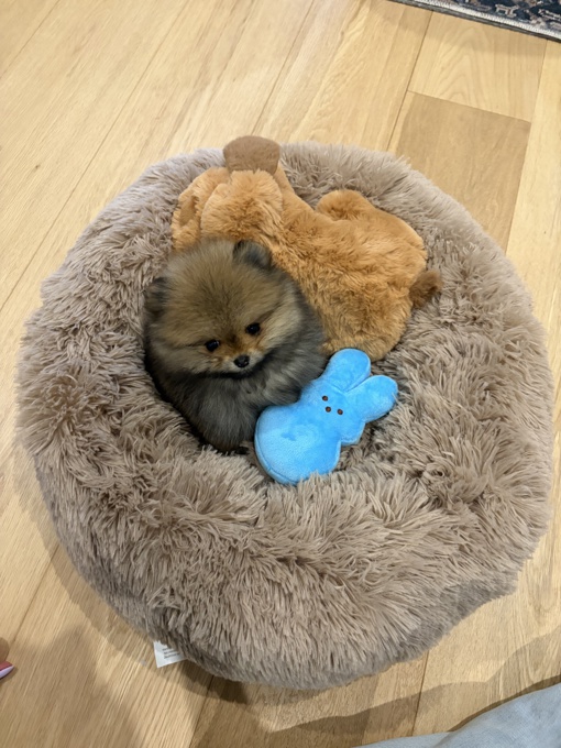 Toy Pomeranian