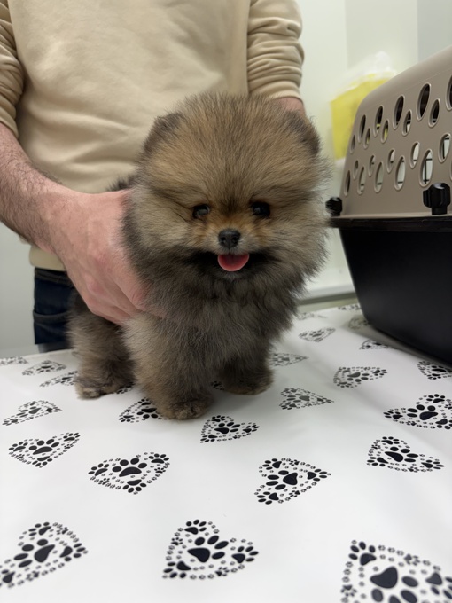 Toy Pomeranian