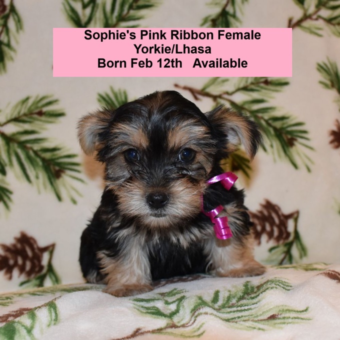 Yorkie/Lhasa