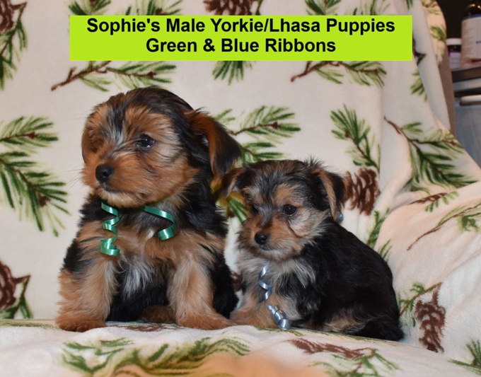 Yorkie/Lhasa