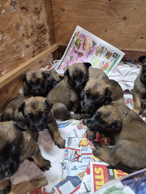 Belgium Malinois Shepherd