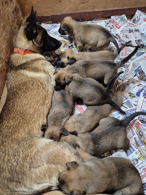 Belgium Malinois Shepherd