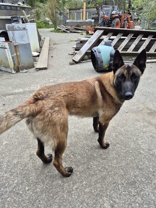 Belgium Malinois Shepherd