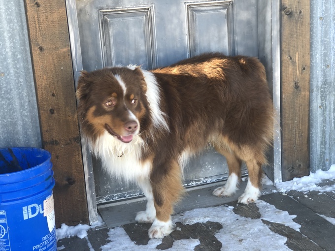 Australian Shepherd