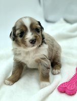 Australian Shepherd