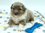 Australian Shepherd
