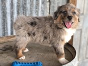Australian Shepherd